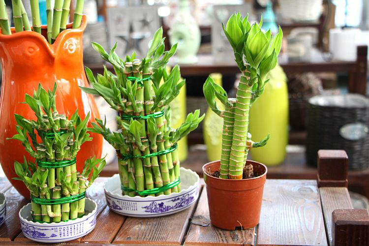 辦公室前臺(tái)放什么植物比較好，綠植擺放有哪些(圖1)