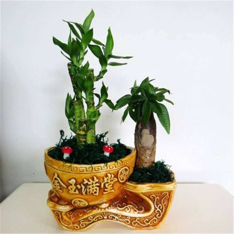 辦公室前臺(tái)放什么植物比較好，綠植擺放有哪些(圖2)